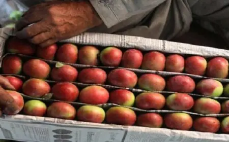 سلسلة التفاح تنعش الاقتصاد الفلاحي بإقليم صفرو