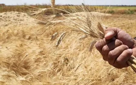 الهند تنقذ العالم من أزمة القمح