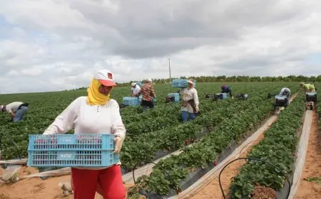 تسجيل أزيد من 800 ألف فلاح في الصندوق الوطني للضمان الاجتماعي