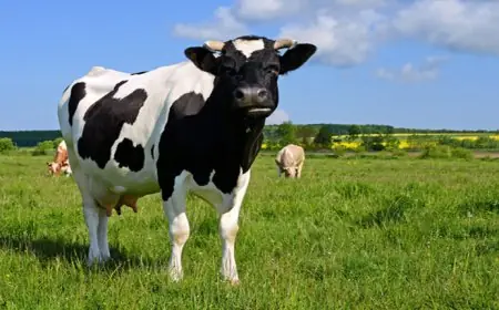 المغرب يوقف استيراد الماشية ولحومها من بريطانيا