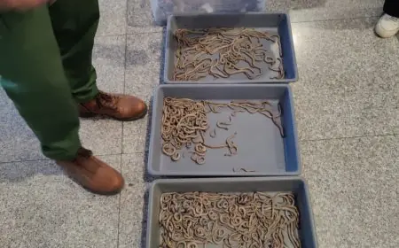 إحباط محاولة تهريب عدد كبير من الزواحف بمطار مراكش-منارة​