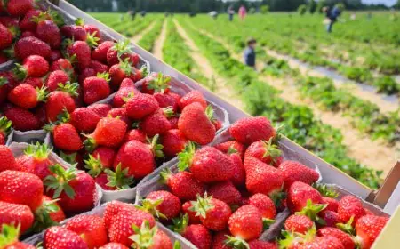 انخفاض ثمن الفراولة بالأسواق المغربية