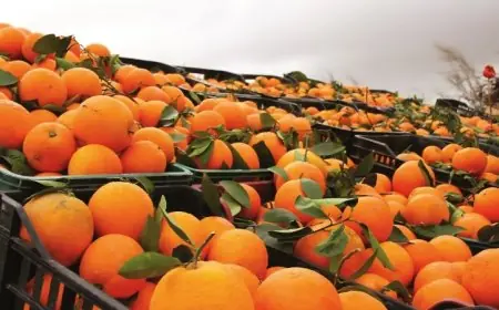 انتاج المغرب من الحوامض يتراجع بسبب شح الأمطار