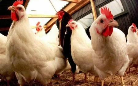 بعد بلوغها أثمنة خيالية .. إطلاق حملة لمقاطعة لحوم الدواجن