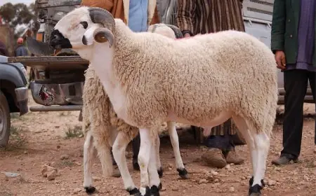 بايتاس: نقاش الغاء عيد الأضحى سابق لأوانه