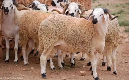 عيد الأضحى مهدد بالإلغاء في ظل الأزمات الاقتصادية