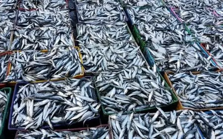 ارتفاع أسعار الأسماك في المغرب يسائل وزير الفلاحة