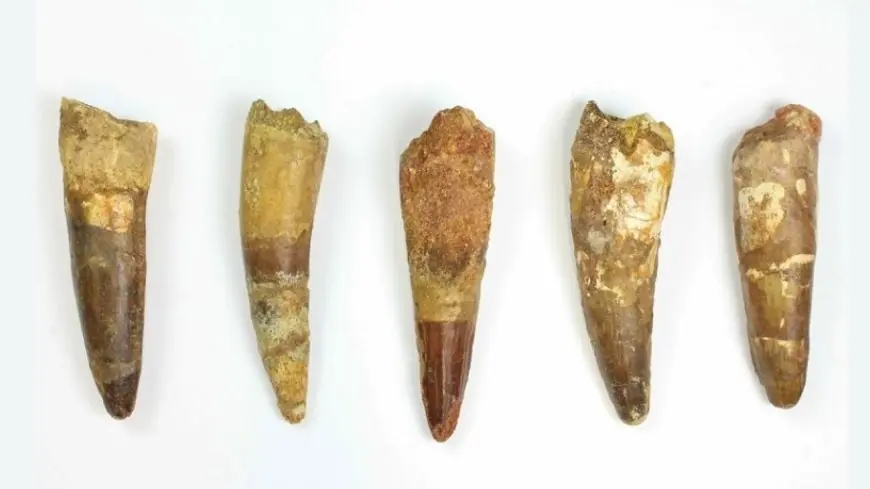 الجمارك الفرنسية تضبط "أسنان ديناصورات" قادمة من المغرب