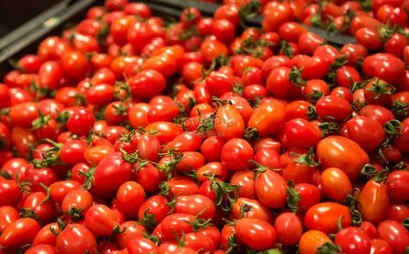 اتفاق مرتقب لتنظيم استيراد الطماطم الكرزية المغربية إلى فرنسا