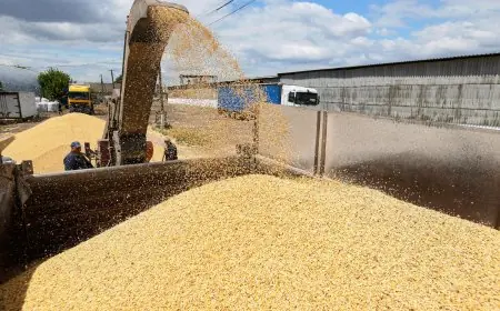 طفيليات في شحنة قمح روسية تتسبب في توقف صادراتها إلى المغرب