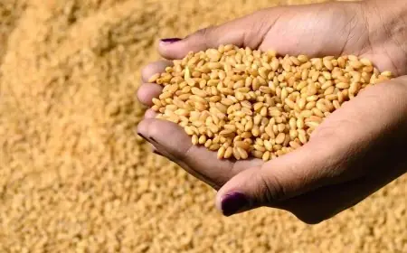 المغرب يمدد دعم واردات القمح اللين حتى نهاية 2025 لمواجهة أزمة الجفاف