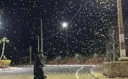 جماعة أملن تنفي اجتياح الجراد الصحراوي لتافراوت وتحذر من الإشاعات