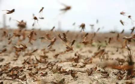 وزارة الداخلية تؤكد تعبئة شاملة لمواجهة تهديدات انتشار الجراد في المملكة