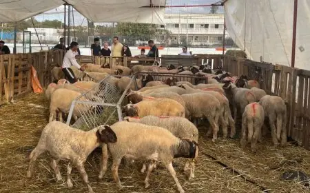 بعد جدل استيراد المواشي.. حموني يطالب بكشف حجم الدعم لجمعية المربين