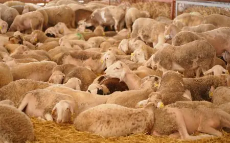 وزارة الفلاحة تكشف عن تكلفة استيراد أغنام عيد الأضحى لسنتي 2023 و2024