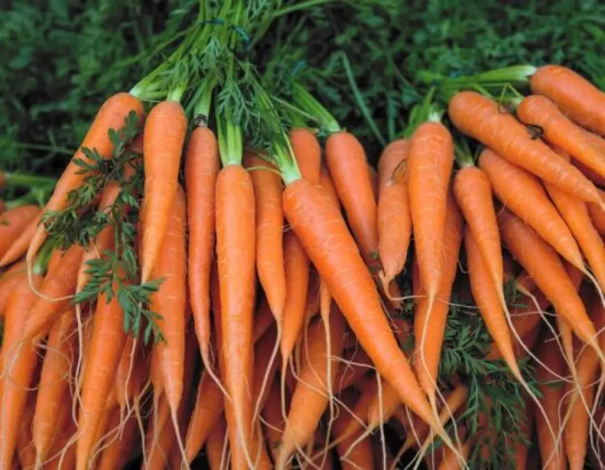 المغرب يسجل رقما قياسيا في تصدير الجزر للعام الخامس تواليا