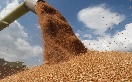 كازاخستان تستأنف تصدير القمح نحو المغرب بعد 15 سنة من التوقف