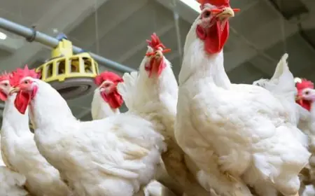 فيدرالية قطاع الدواجن توضح حقيقة شائعات توقف الصين عن استيراد الدواجن المغربية
