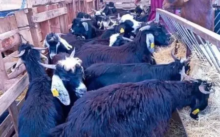 إغلاق رحبة بيع الأغنام والماعز بتيزنيت