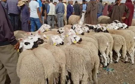 إجراءات استثنائية بدمنات تنفيذا للنداء الملكي بشأن إلغاء شعيرة ذبح أضحية العيد