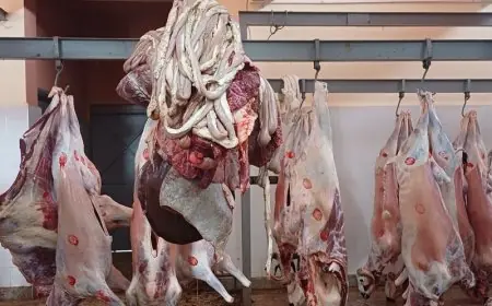 بني ملال.. قرار جماعي مؤقت يقضي بإغلاق المجزرة الجماعية