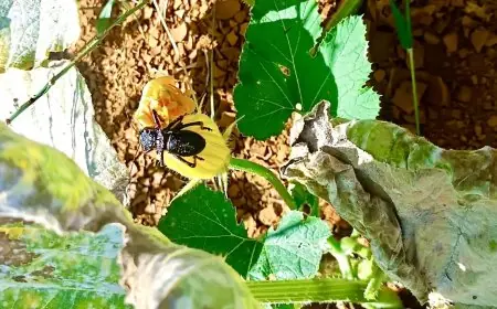 غزو غير مسبوق لـحشرة "الجندب المدرّع" يضع خطط وزارة الفلاحة في إقليم تزنيت على المحك