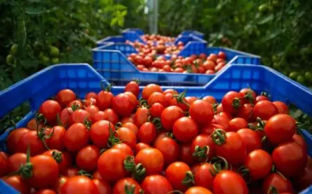 تحلية مياه المحيط الأطلسي ينعش زراعة الطماطم الكرزية بأشتوكة أيت باها