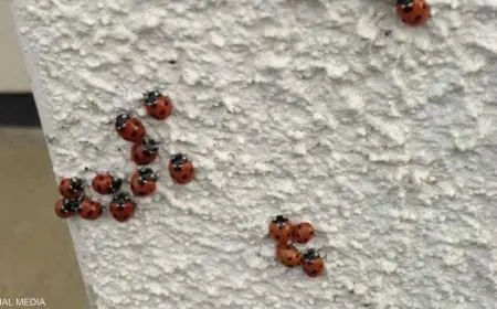 أسراب من الخنافس تجتاح مدن بريطانيا وتثير الذعر بين السكان