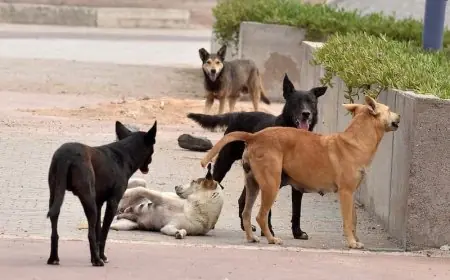 مجلس النواب يحيل مشروع قانون حماية "الحيوانات الضالة" على لجنة برلمانية للمناقشة