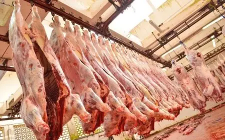 تراجع ملحوظ في واردات المغرب من لحوم الأبقار البرازيلية خلال سنة 2025
