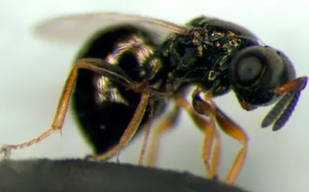 جامعة ليستر تفتح أبواب أبحاث جديدة لإبطاء الشيخوخة