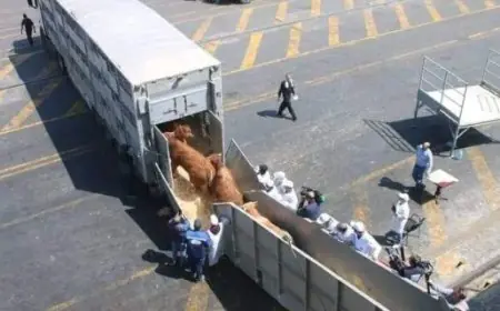 توقيف شاحنتين محملتين بالعجول بميناء طنجة المتوسط بسبب تجاوز الحصة الجمركية المعفاة