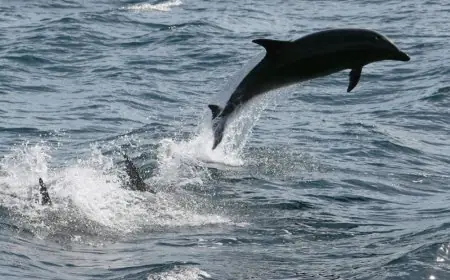 المغرب يصادق على معاهدة الأمم المتحدة لأعالي البحار ويمهد لدخولها حيز التنفيذ يناير المقبل