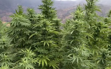 المغرب يشهد توسعا قياسيا في زراعة القنب الهندي القانوني