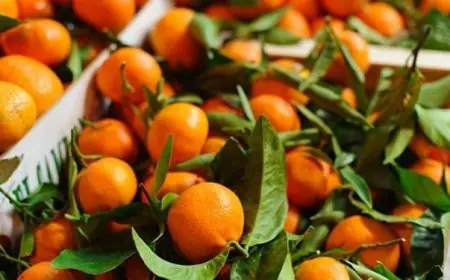 المغرب يتصدر السوق الإسبانية كأول مزود خارجي للماندرين