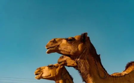 أستراليا المصدر الأول للإبل بالمغرب