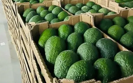 المغرب يسجل رقما قياسيا في تصدير الأفوكادو إلى ألمانيا