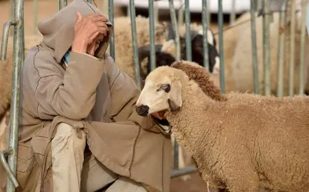 البواري: صرف 1.45 مليار درهم لدعم مربي الماشية وسط جفاف غير مسبوق