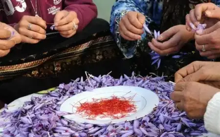 تالوين تحتضن الدورة 16 للمهرجان الدولي للزعفران