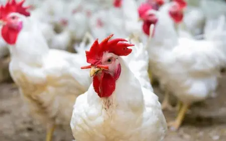 الاتحاد الأوروبي يلجأ لاستيراد الدواجن من المغرب بسبب تفشي إنفلونزا الطيور