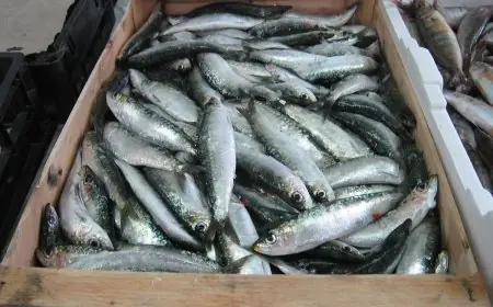 السردين المغربي يرسخ حضوره في الأسواق العالمية ويقود دينامية اقتصادية متصاعدة
