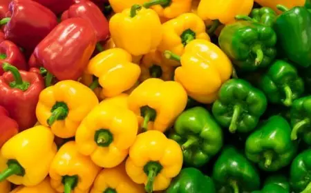 صادرات المغرب من الفلفل الحلو تدر 240 مليون دولار وتواصل تحطيم الأرقام القياسية