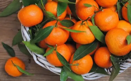 صادرات "الماندرين" المغربي إلى ألمانيا تسجل رقما قياسيا جديدا