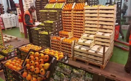 طفرة الصادرات الفلاحية المغربية إلى أوروبا تقابلها أزمة أسعار داخلية