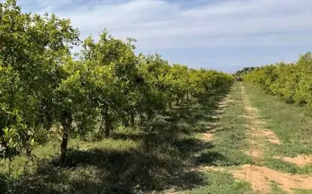Taroudant : Les récentes précipitations ravivent l’espoir des agriculteurs