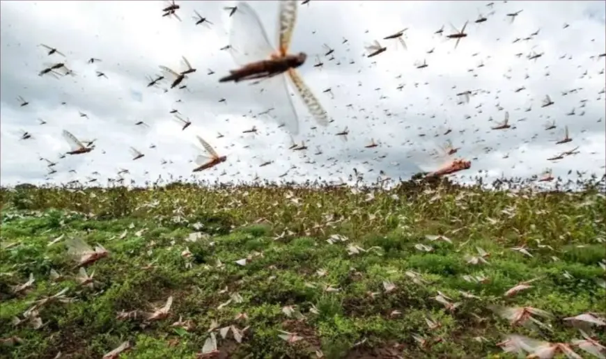 الفاو تحذر من اقتحام أسراب الجراد الصحراوي لمناطق بجنوب المغرب