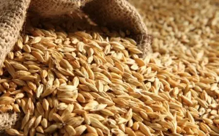 Le Maroc capte une part importante des exportations américaines de blé vers l’Afrique