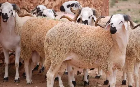 ترقيم أزيد من 32 مليون رأس من القطيع الوطني لتعزيز دعم الكسابة