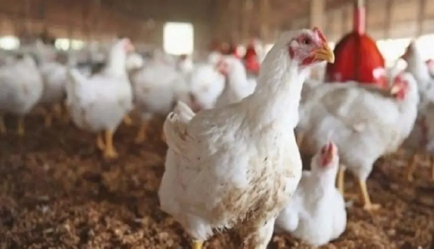 أسعار الدجاج تواصل الارتفاع بالمغرب