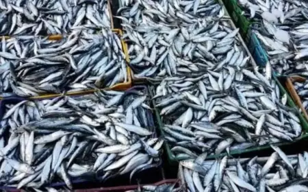 Le Maroc instaure une restriction temporaire sur l’exportation de la sardine pour soutenir le marché national